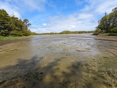 Canis lupus crassodon