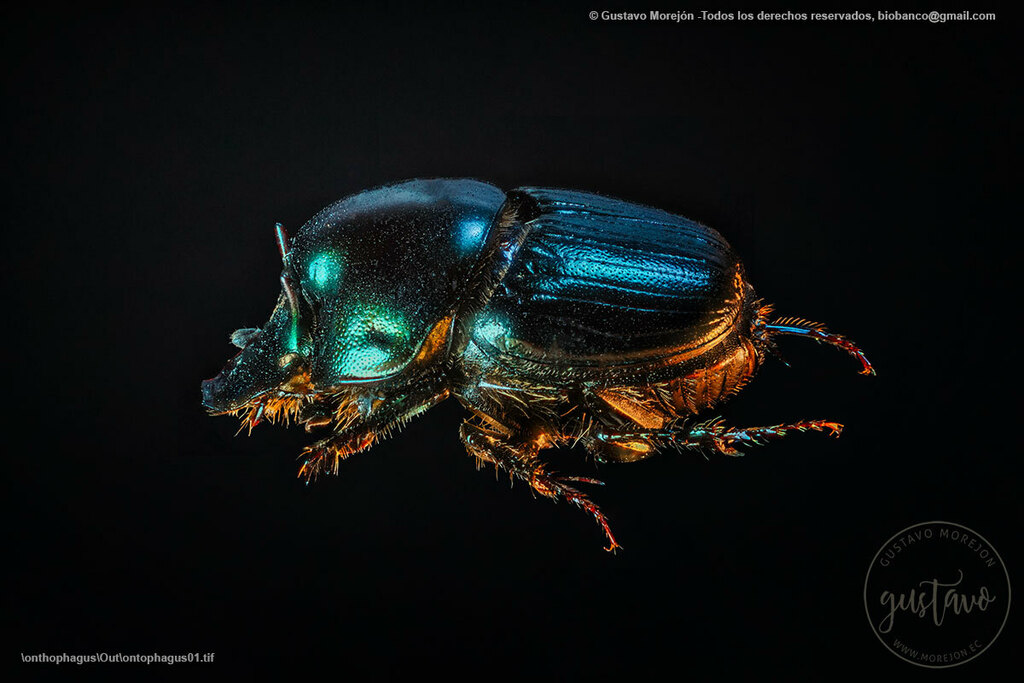 Onthophagus curvicornis