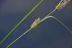 Carex exsiccata