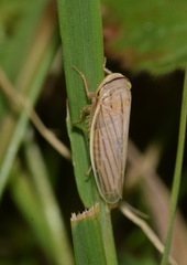 Athysanus argentarius