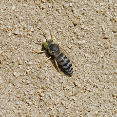 Bembix americana comata