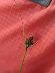 Carex athrostachya