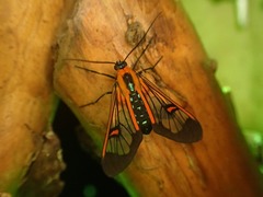 Cosmosoma cingulatum