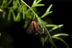 Cosmosoma cingulatum