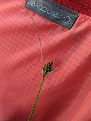 Carex athrostachya