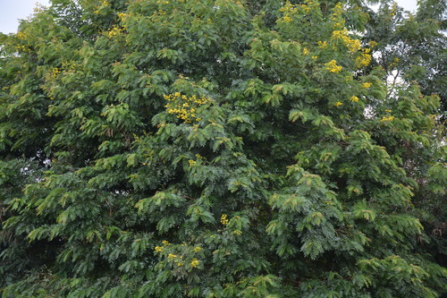 Senna siamea