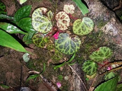 Begonia suborbiculata