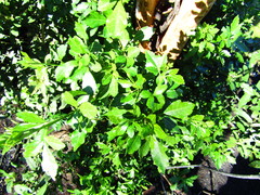 Allophylus decipiens