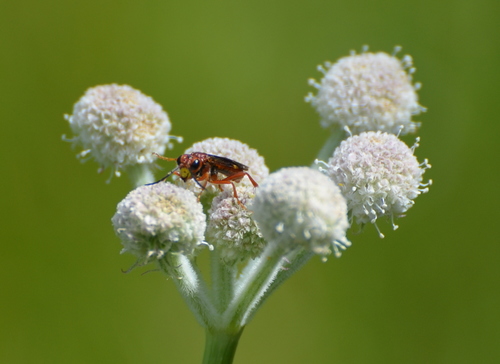 iNaturalist observation photo of Common Sawflies