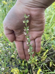 Scutellaria parvula