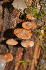 Kuehneromyces brunneoalbescens