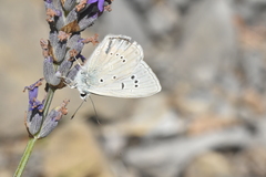 Polyommatus fulgens