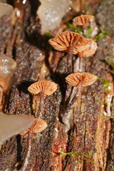 Kuehneromyces brunneoalbescens