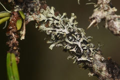 Hypogymnia hultenii
