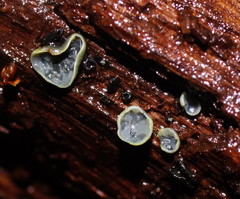 Chlorosplenium