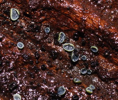 Chlorosplenium