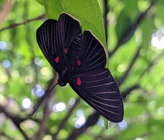 Melanis cephise