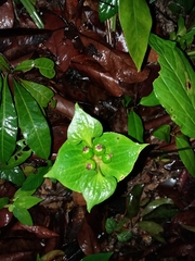 Tacca palmata