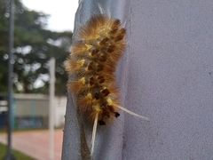 Lophocampa