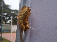 Lophocampa
