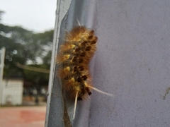 Lophocampa
