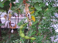 Pithecellobium dulce