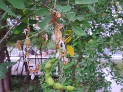 Pithecellobium dulce