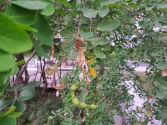 Pithecellobium dulce