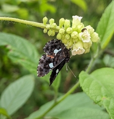 Calydna sturnula