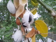 Pithecellobium dulce