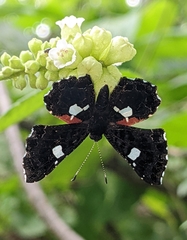 Calydna sturnula