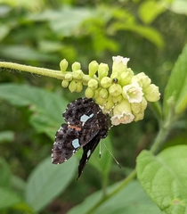 Calydna sturnula