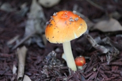 Amanita parcivolvata