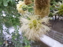 Pithecellobium dulce