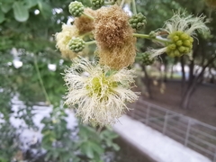 Pithecellobium dulce