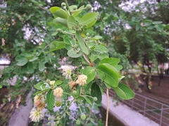 Pithecellobium dulce