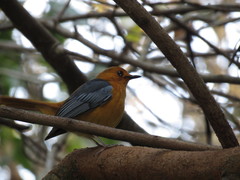 Cossypha natalensis natalensis