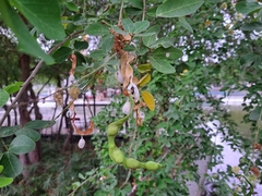 Pithecellobium dulce