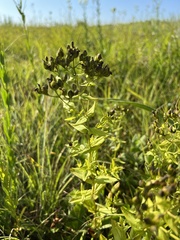 Hypericum pseudomaculatum