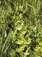 Hypericum pseudomaculatum