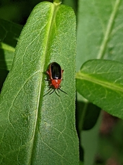 Disonycha discoidea