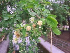 Pithecellobium dulce