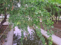 Pithecellobium dulce