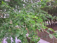 Pithecellobium dulce