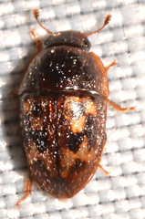 Cryptarcha concinna