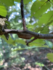 Stagmomantis carolina