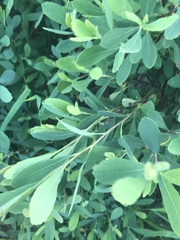 Myrica
