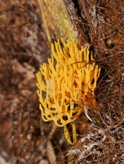 Ramariopsis crocea