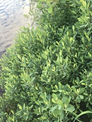 Myrica