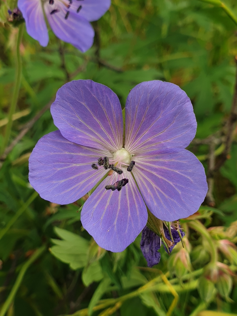 Geranium pratense
